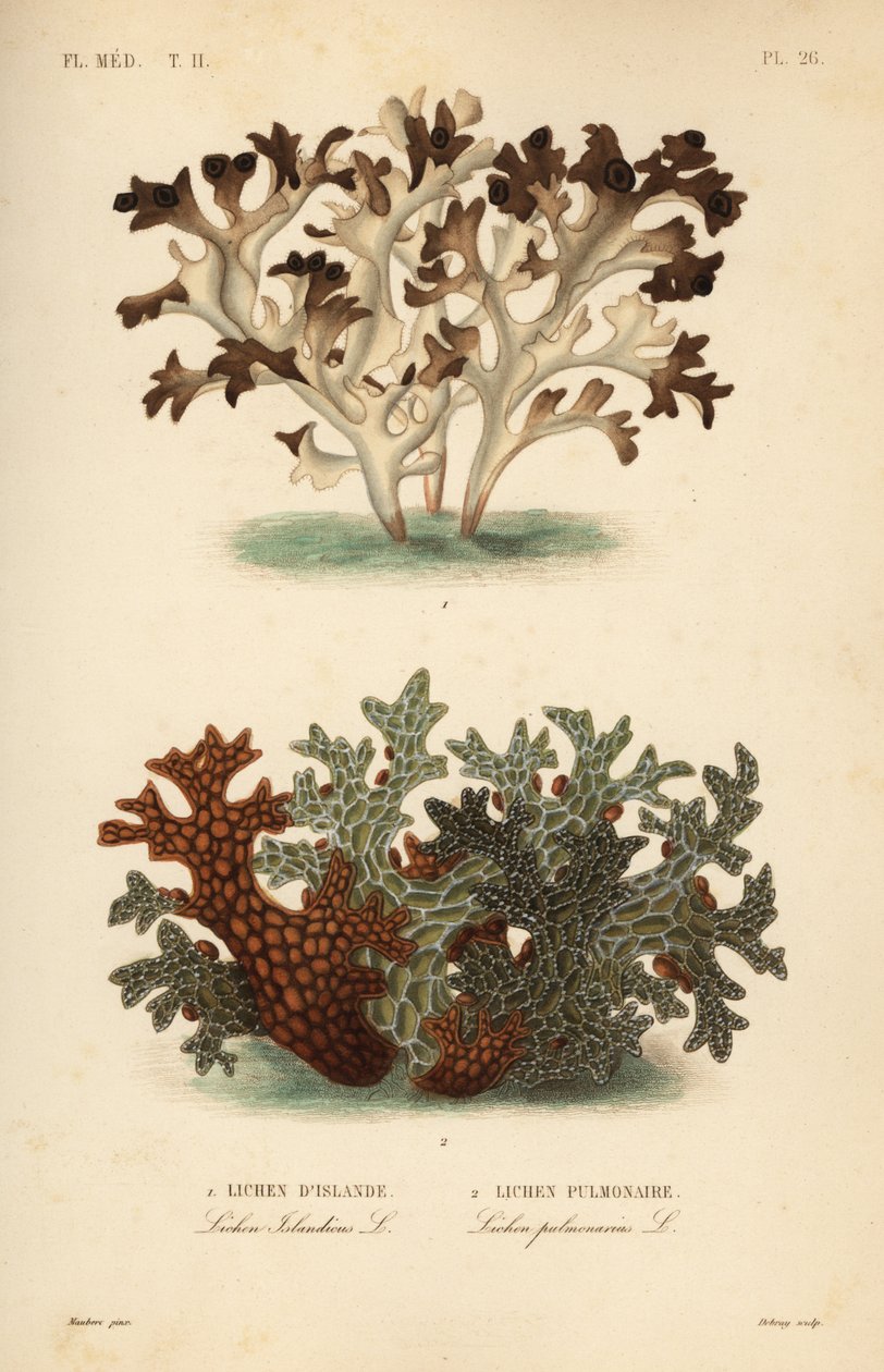 Isländisches Moos, Cetraria islandica, und Lungenflechte, Lobaria pulmonaria von Unbekannt