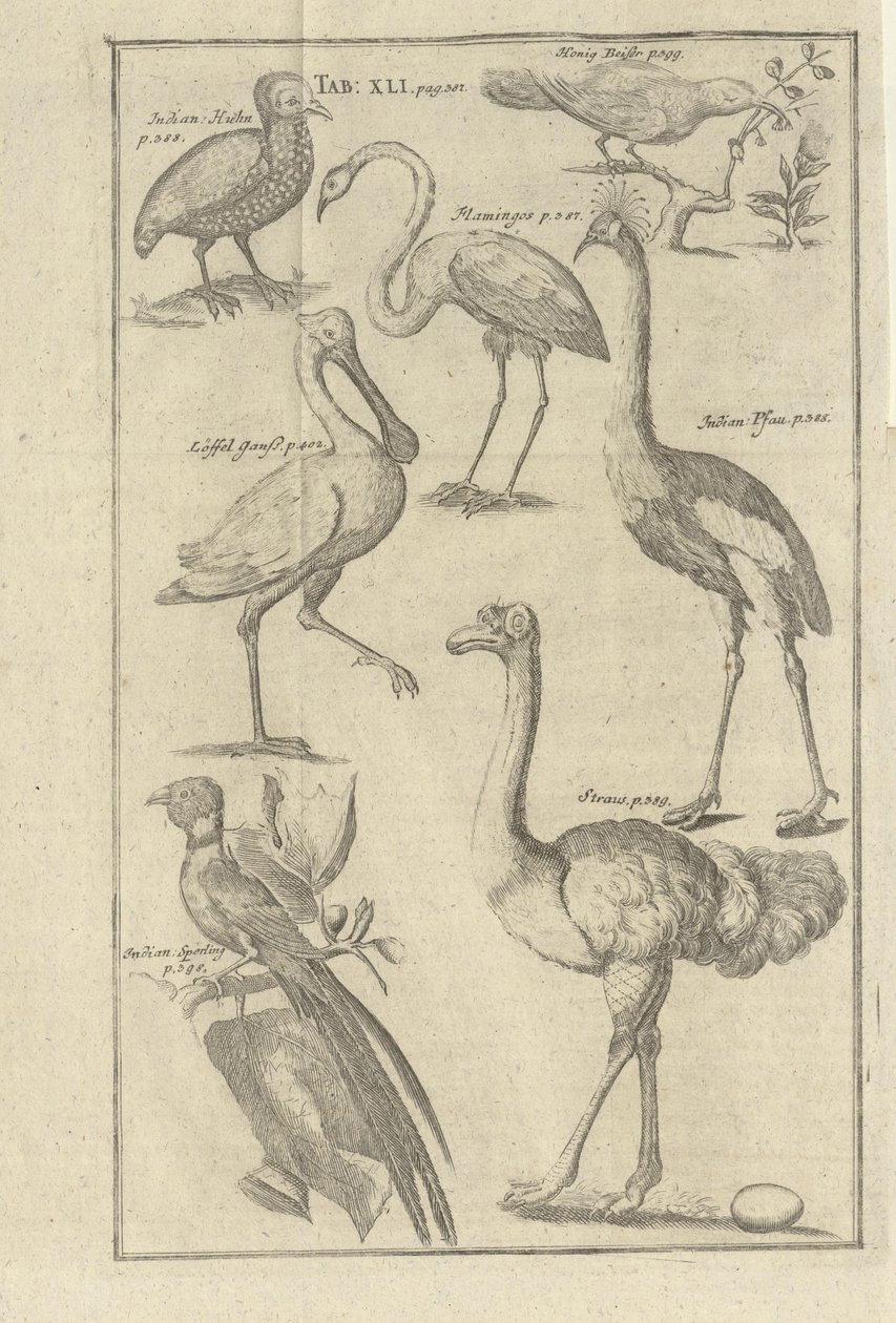Illustration aus dem Buch Beschreibung des Vorgebirges der Guten Hoffnung und der darauf wohnenden Hottentotten von Kolb, Peter und herausgegeben von Peter Conrad Monath (de, 1745) von Unbekannt