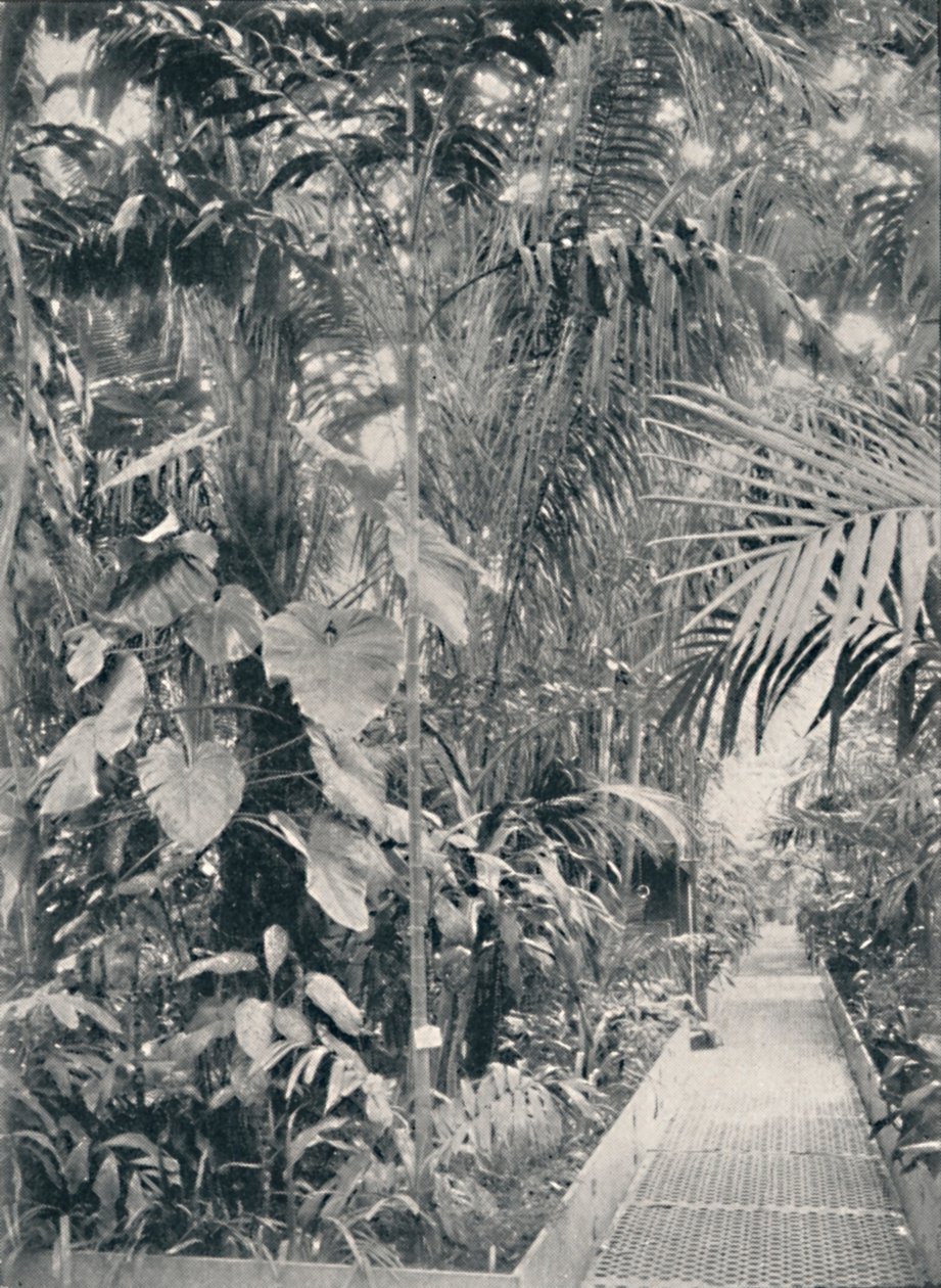 Innenansicht des Großen Palmenhauses, Kew Gardens, 1904 von Unbekannt