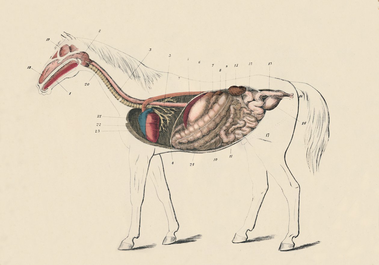 Längsschnitt des Pferdes, um 1879 von Unbekannt