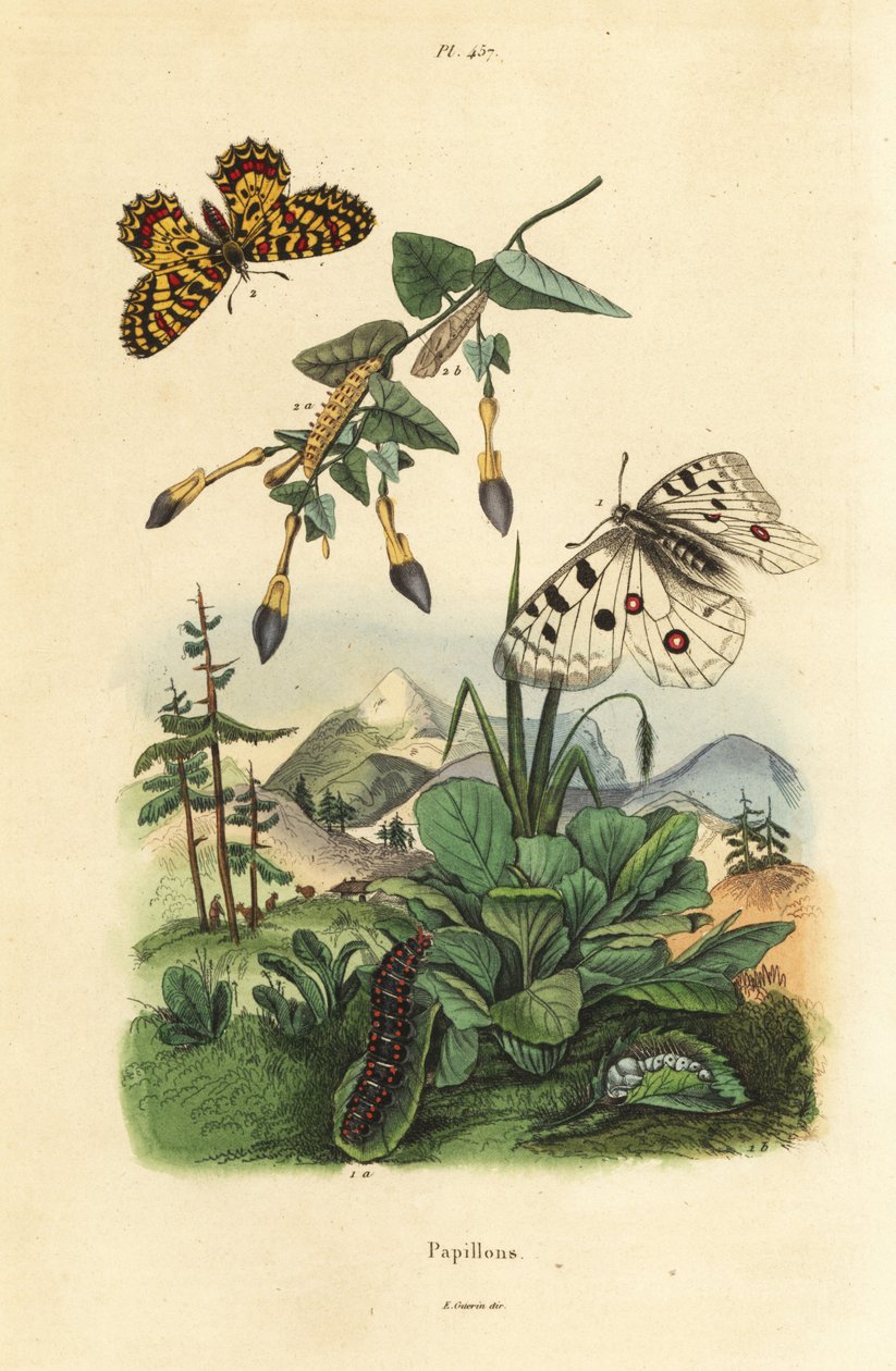 Berg-Apollofalter, Parnassius apollo, und Südlicher Feston, Zerynthia polyxena, Larve und Puppe von Unbekannt