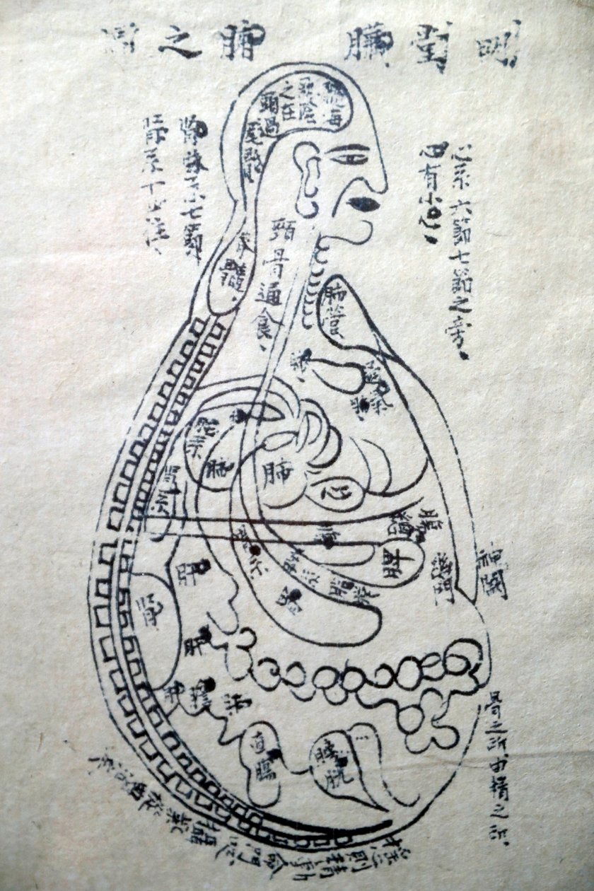 Museum für traditionelle vietnamesische Medizin, Die Kanäle und Gefäße, Buch der Akupunktur, Ho-Chi-Minh-Stadt, Vietnam von Unbekannt