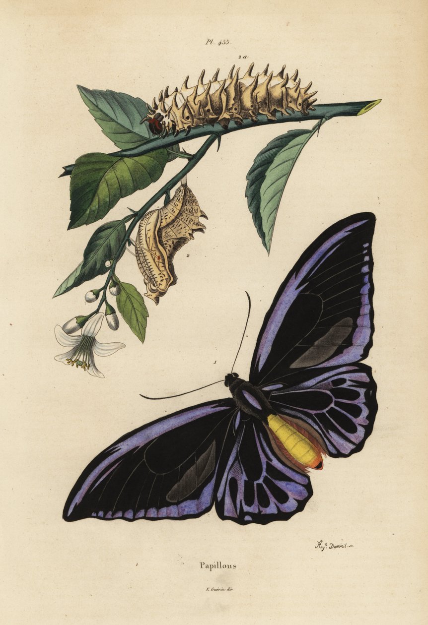 Nördlicher Vogelflügler, Ornithoptera priamus urvillianus 1, und Puppe und Larve des Gemeinen Vogelflüglers, Troides helena von Unbekannt