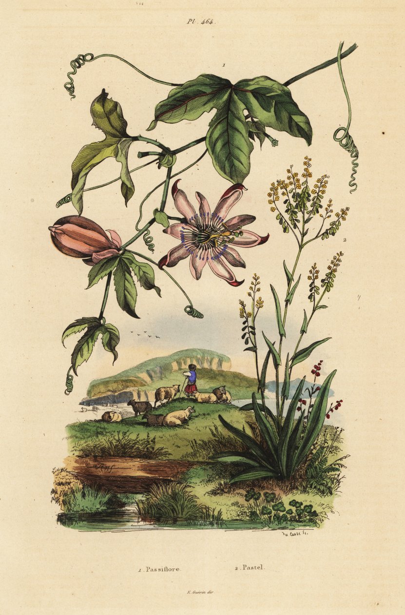 Passionsblume, Passiflora uraniae 1, und Färberwaid, Isatis tinctoria 2 von Unbekannt