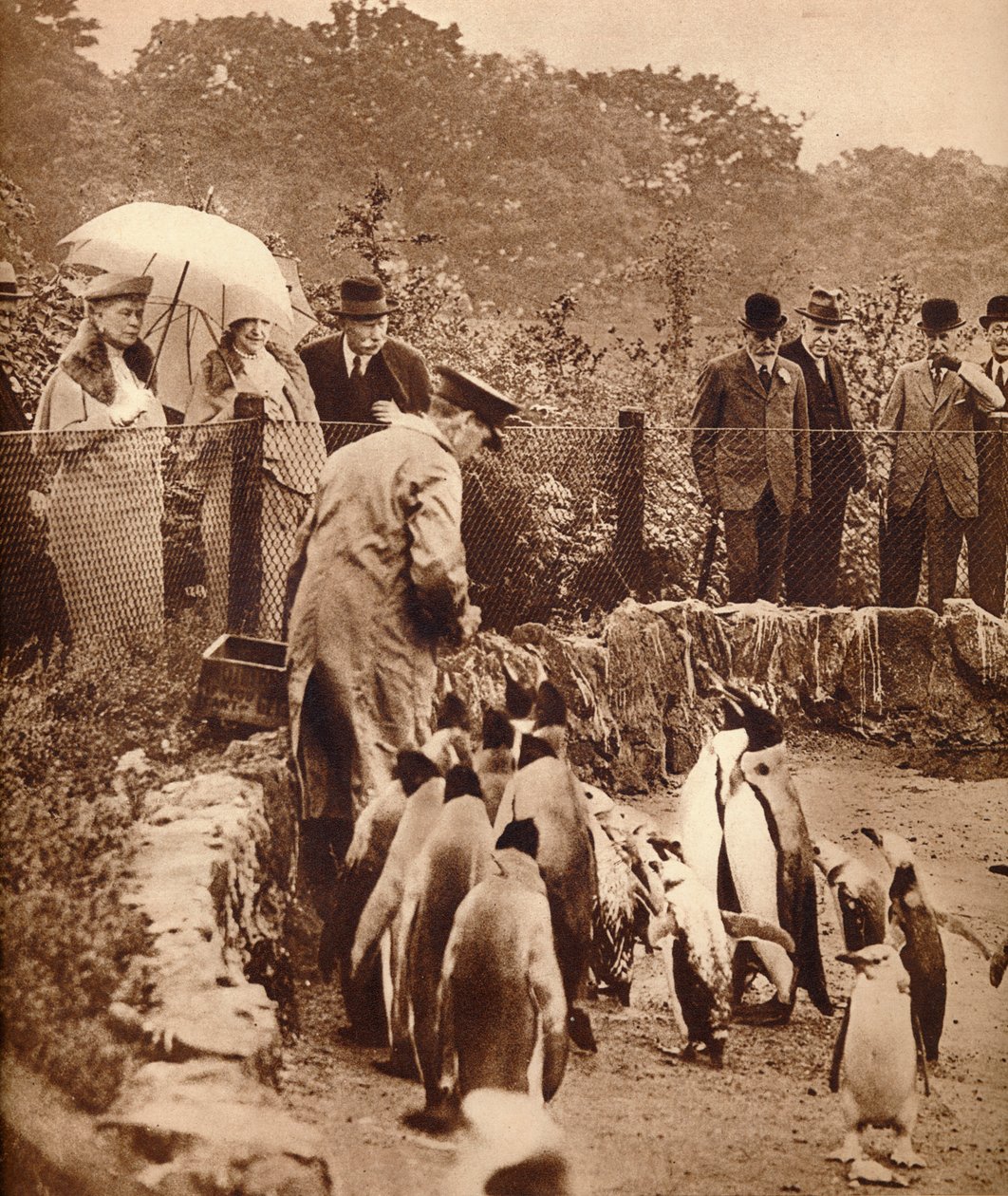 Pinguine auf Parade für den König, 1934-1935 von Unbekannt