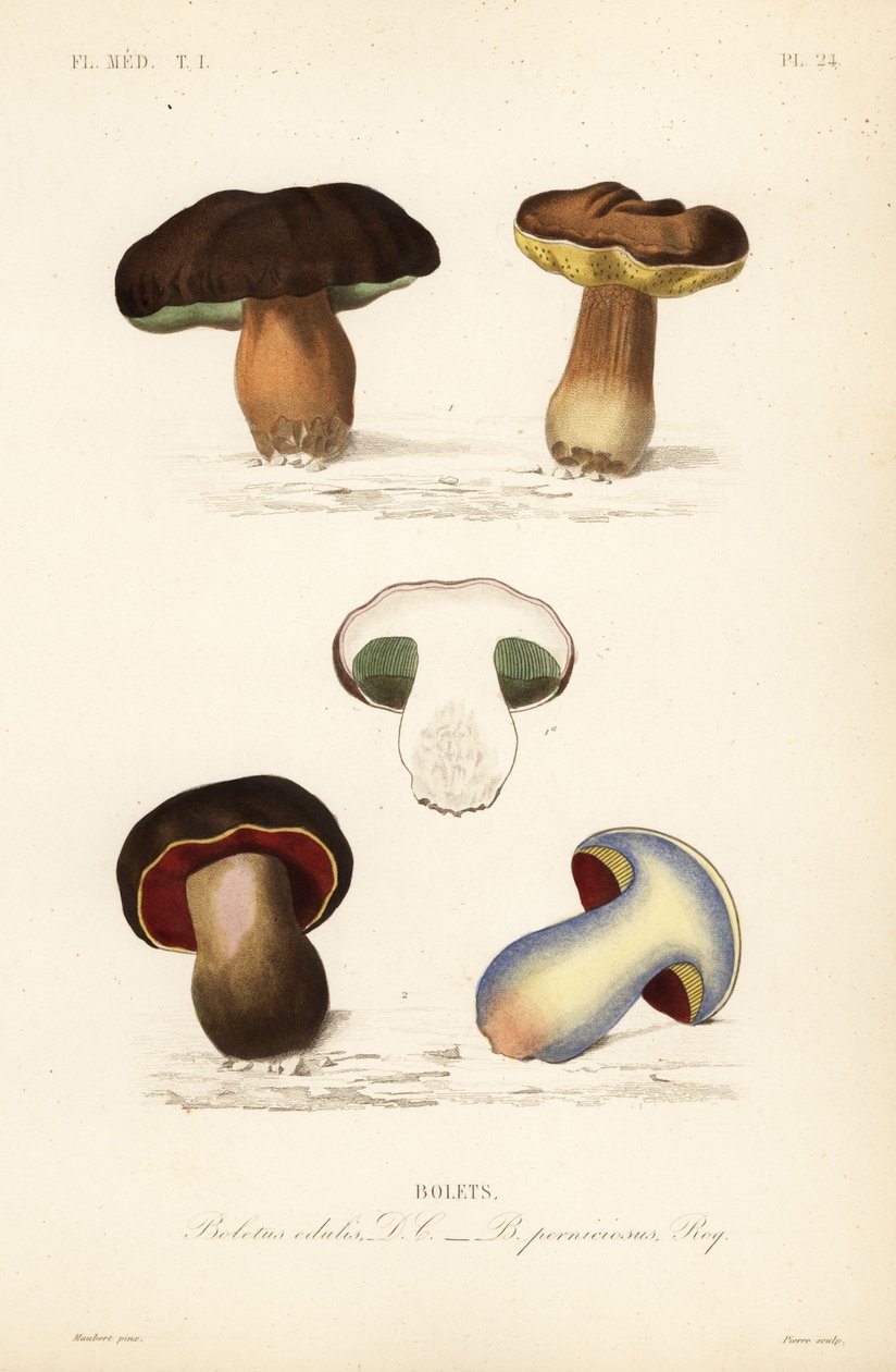 Steinpilz, Boletus edulis, und der Satansröhrling, Suillellus luridus von Unbekannt