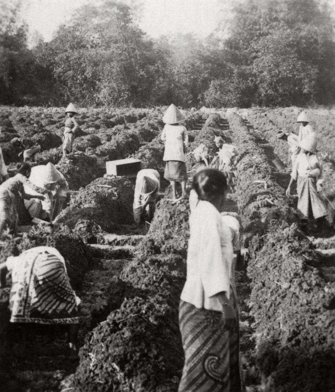 Vorbereitung der Bewässerungskanäle auf einer Zuckerplantage, Java, Niederländisch-Ostindien, 1927 von Unbekannt