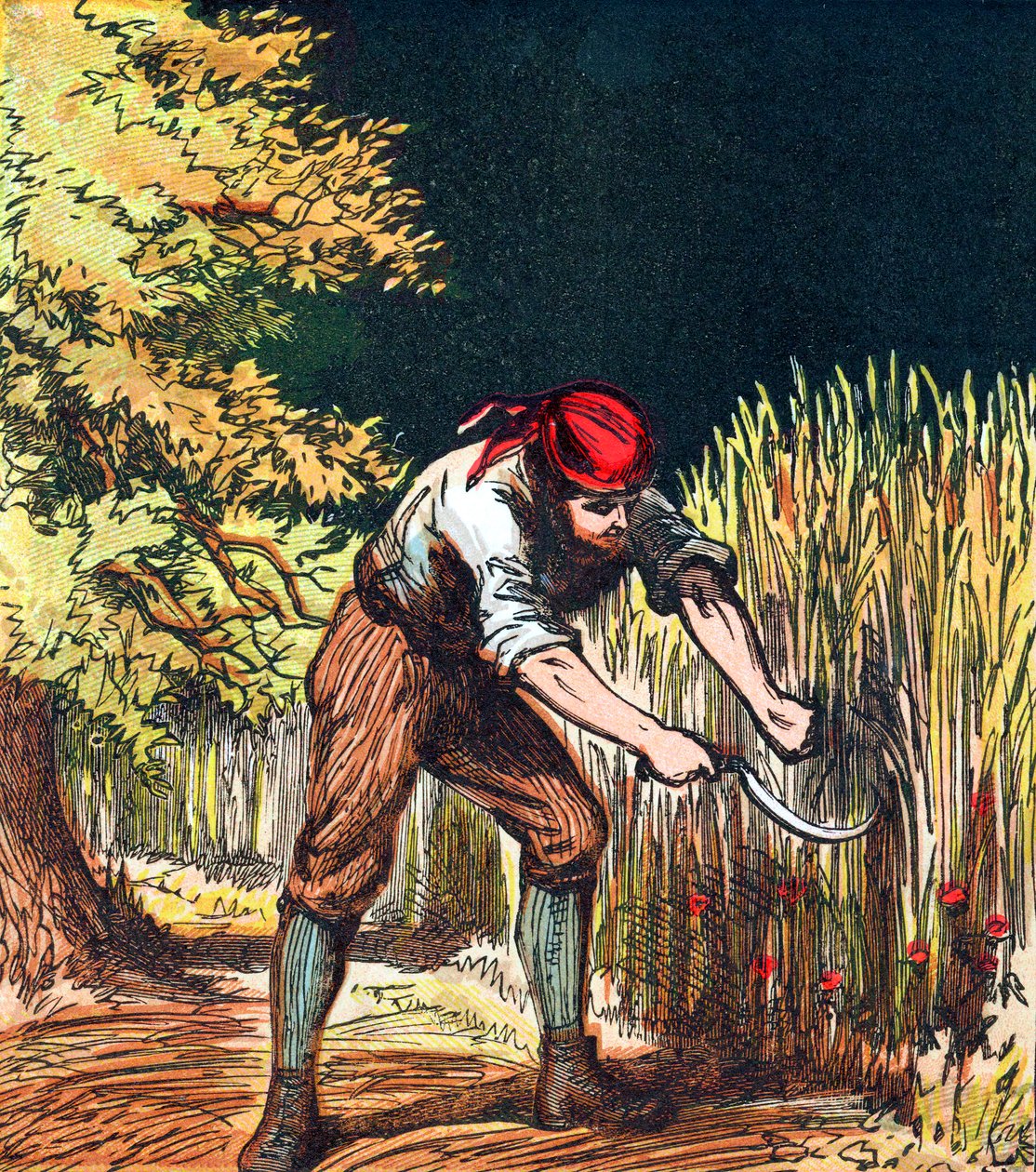 Schnitter beginnt mit der Sichel die Weizenernte, 1867 von Unbekannt