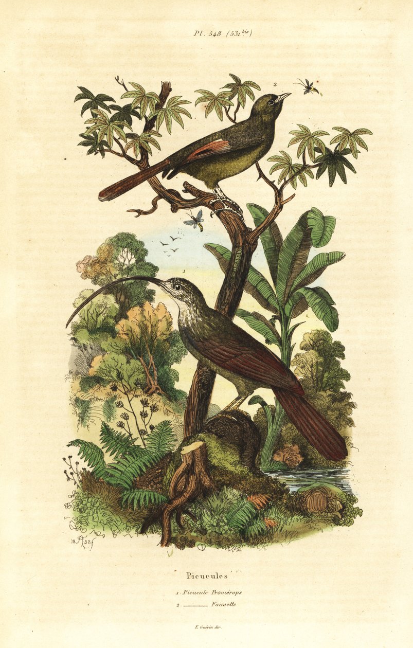 Rotschnabel-Sichelschnabel, Campylorhamphus trochilirostris und Olivbrauner Baumläufer, Sittasomus griseicapillus von Unbekannt