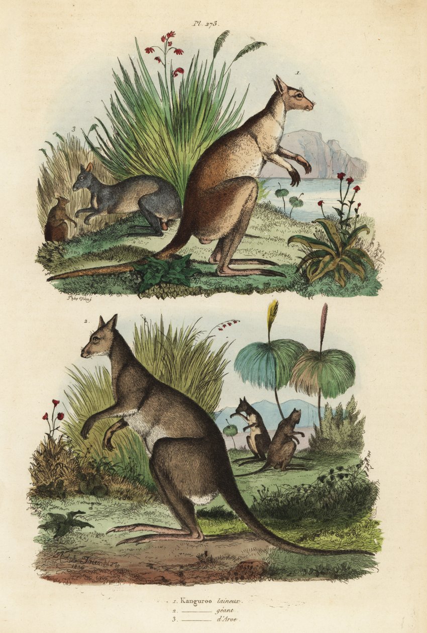 Rotes Känguru, Macropus rufus 1, Östliches Graues Känguru, Macropus giganteus 2, und Dunkles Wallaby, Thylogale brunii 3 von Unbekannt
