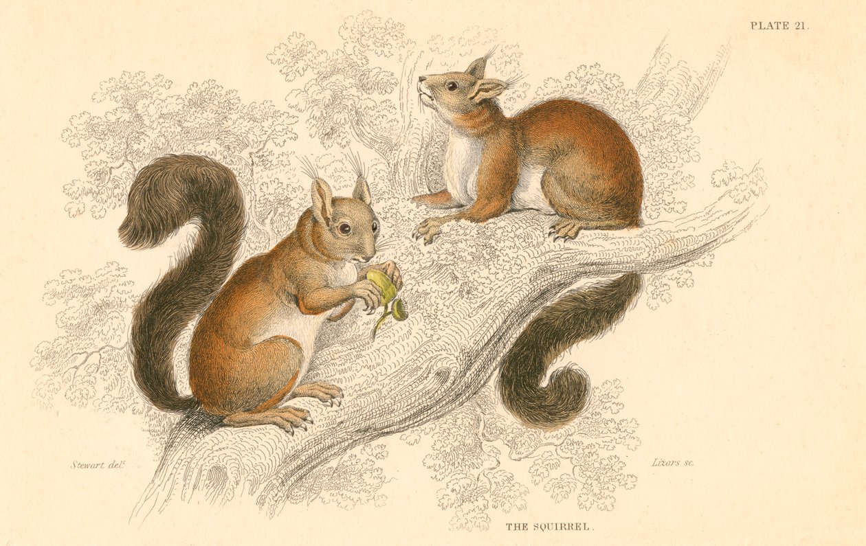Rotes Eichhörnchen Sciurus vulgaris, baumbewohnendes Nagetier, heimisch in Europa und Asien, 1828 von Unbekannt