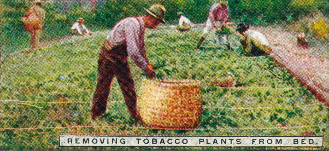 Tabakpflanzen aus dem Beet entfernen, 1926 von Unbekannt