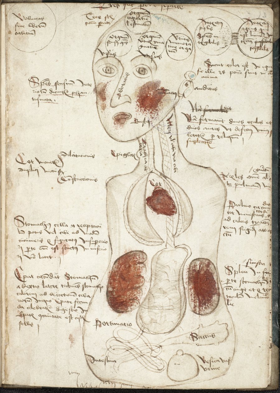 Darstellung einer aristotelischen Theorie des Bewusstseins aus: De corpore et anima von Unbekannt