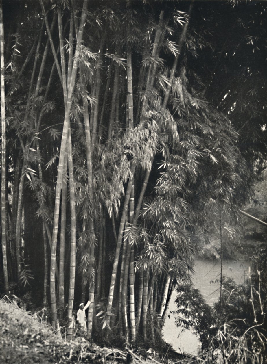 Riesenbambus Dendrocalamus giganteus in Peradeniya bei Kandy, 1926 von Unbekannt