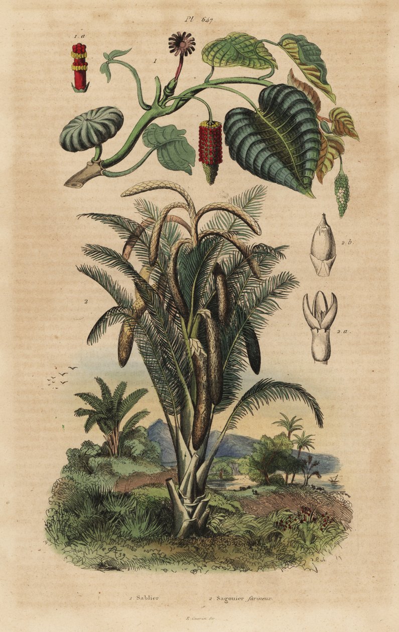 Sandbüchsenbaum und Sagopalme von Unbekannt