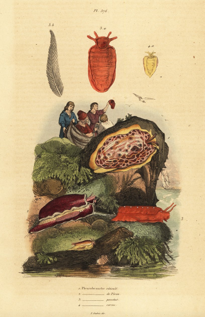 Nacktschnecken: Pleurobranchus reticulatus, Berthellina citrina, Pleurobranchus peronii von Unbekannt