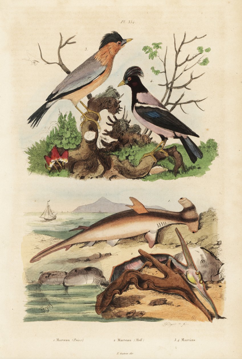 Glatter Hammerhai, Sphyrna malleus 1, Hammerauster, Malleus malleus 2, Brahminenstar, Sturnia pagodarum 3 und Rosenstar, Pastor roseus 4 von Unbekannt