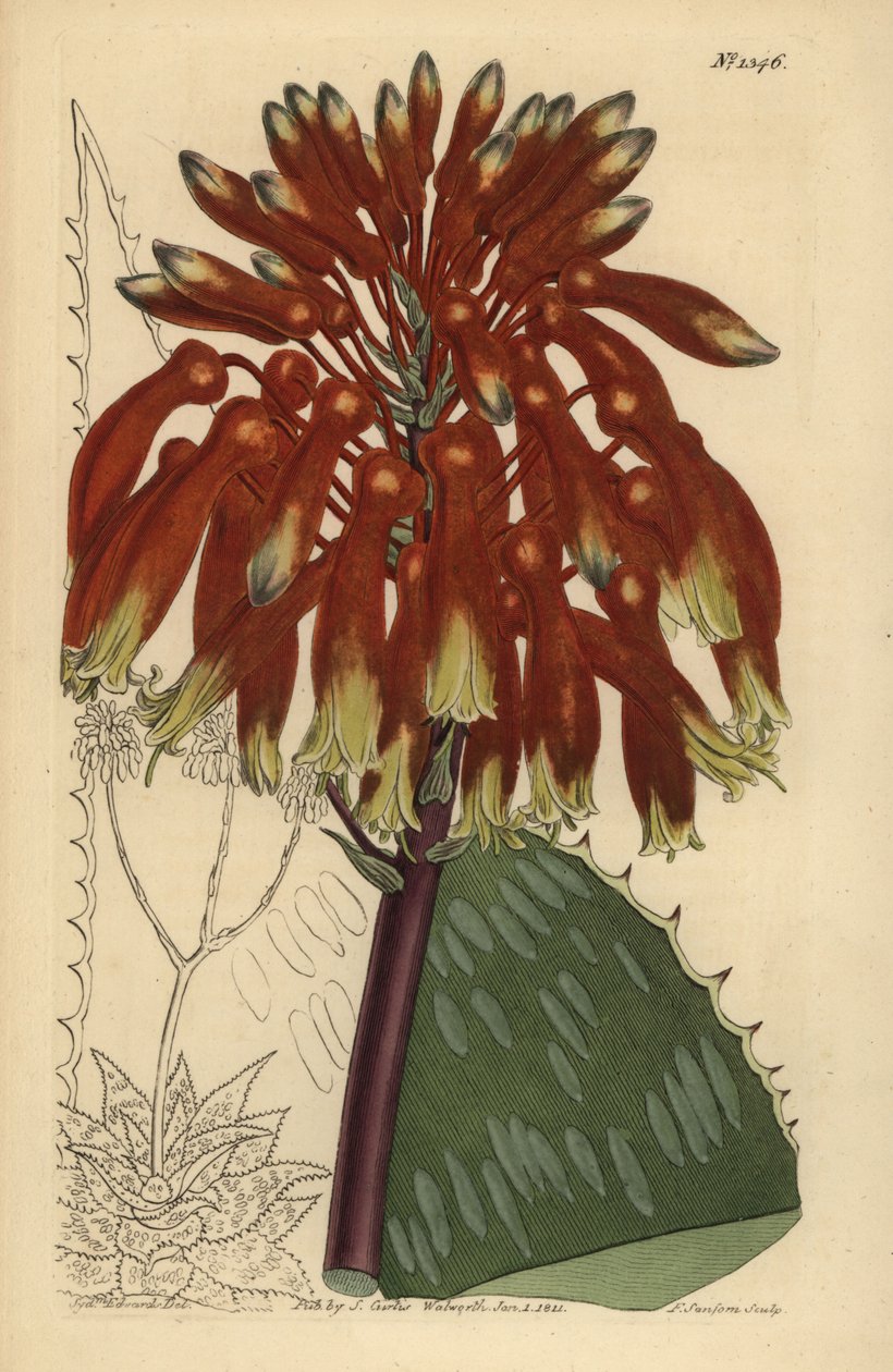 Seifenaloe oder Zebra-Aloe, Aloe maculata von Unbekannt