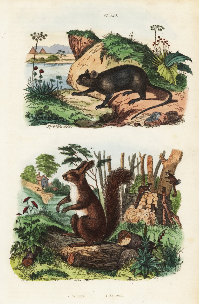Stachelbaumratte, Echimys chrysurus 1, und Eurasisches Eichhörnchen, Sciurus vulgaris 2 von Unbekannt