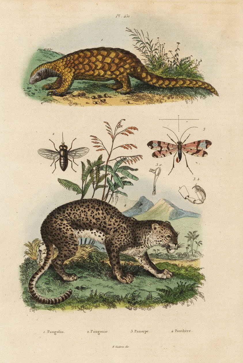 Sunda-Schuppentier, kritisch gefährdet, Leopard, Pferdebremse, Skorpionfliege von Unbekannt