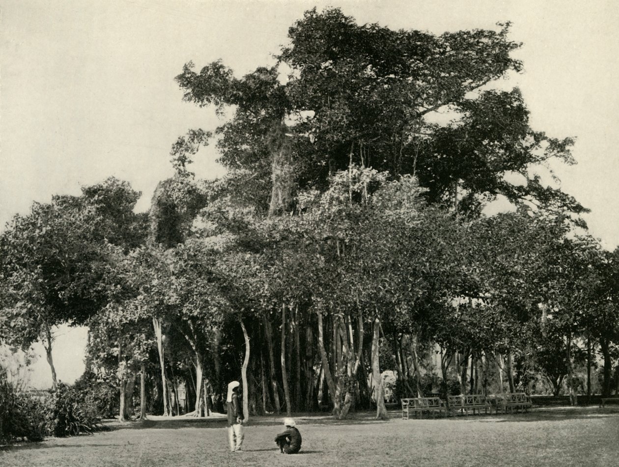 Der Banyanbaum, Barrackpore, 1870, 1925 von Unbekannt