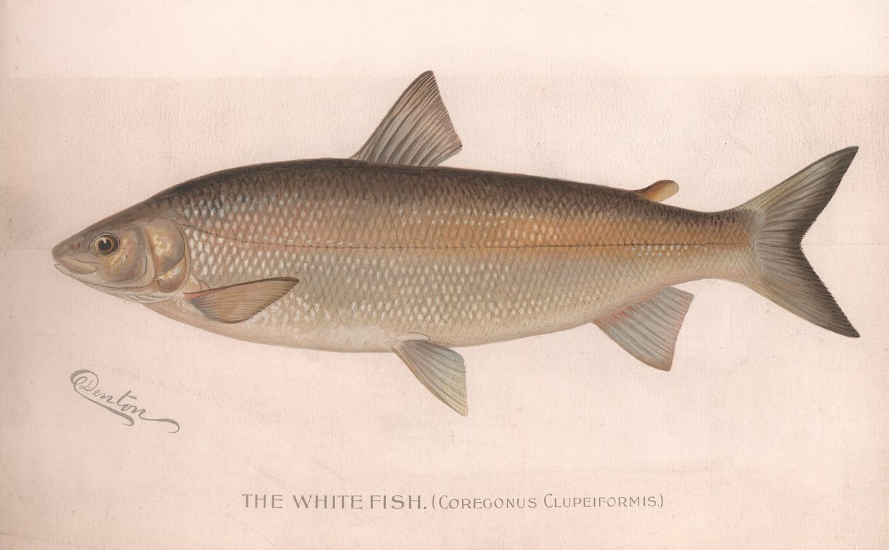 Der Weiße Fisch Coregonus Clupeiformis, um 1920er Jahre von Unbekannt