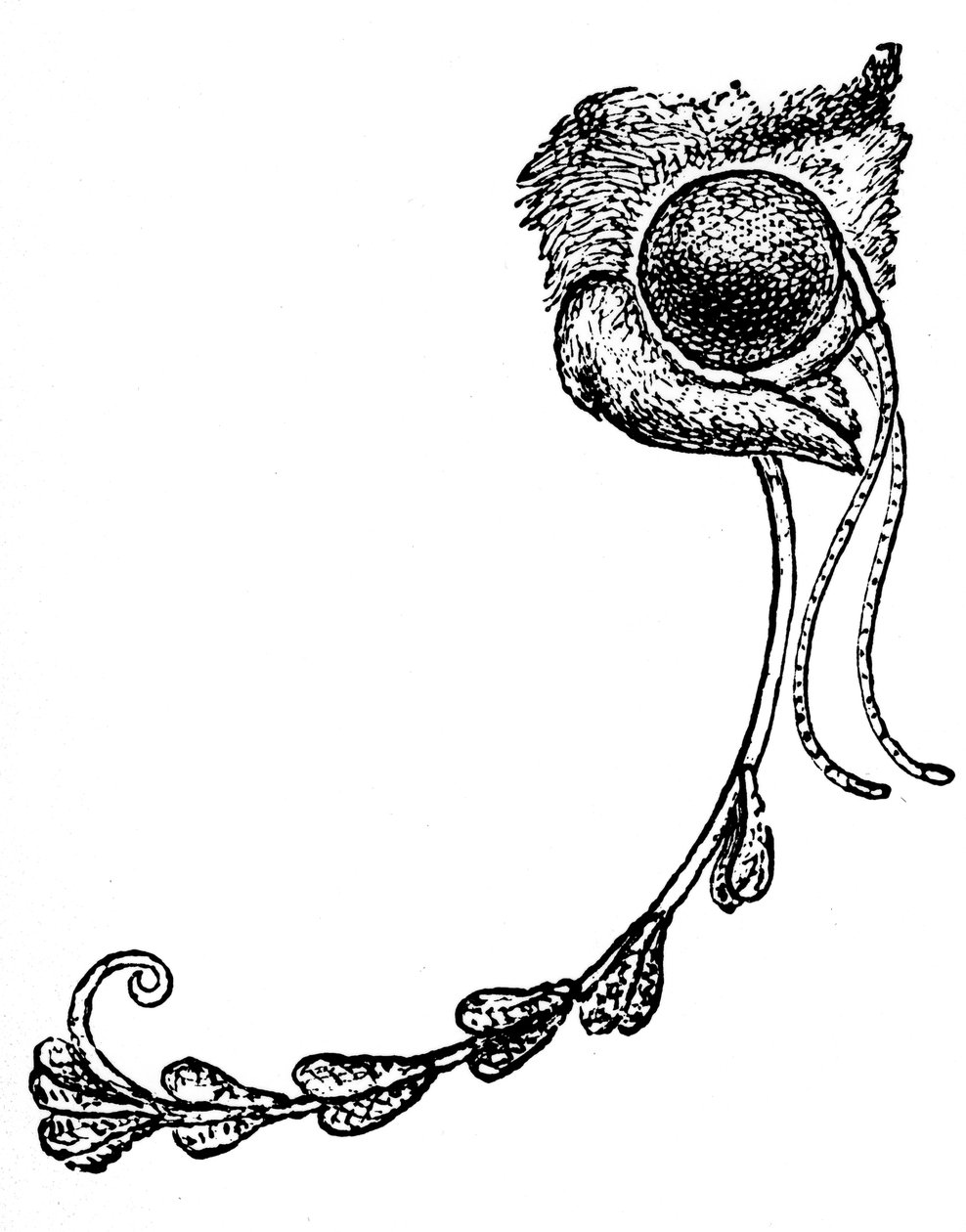 Die Motte Acontia luctuosa und Orchideenpollen, 1862 von Unbekannt