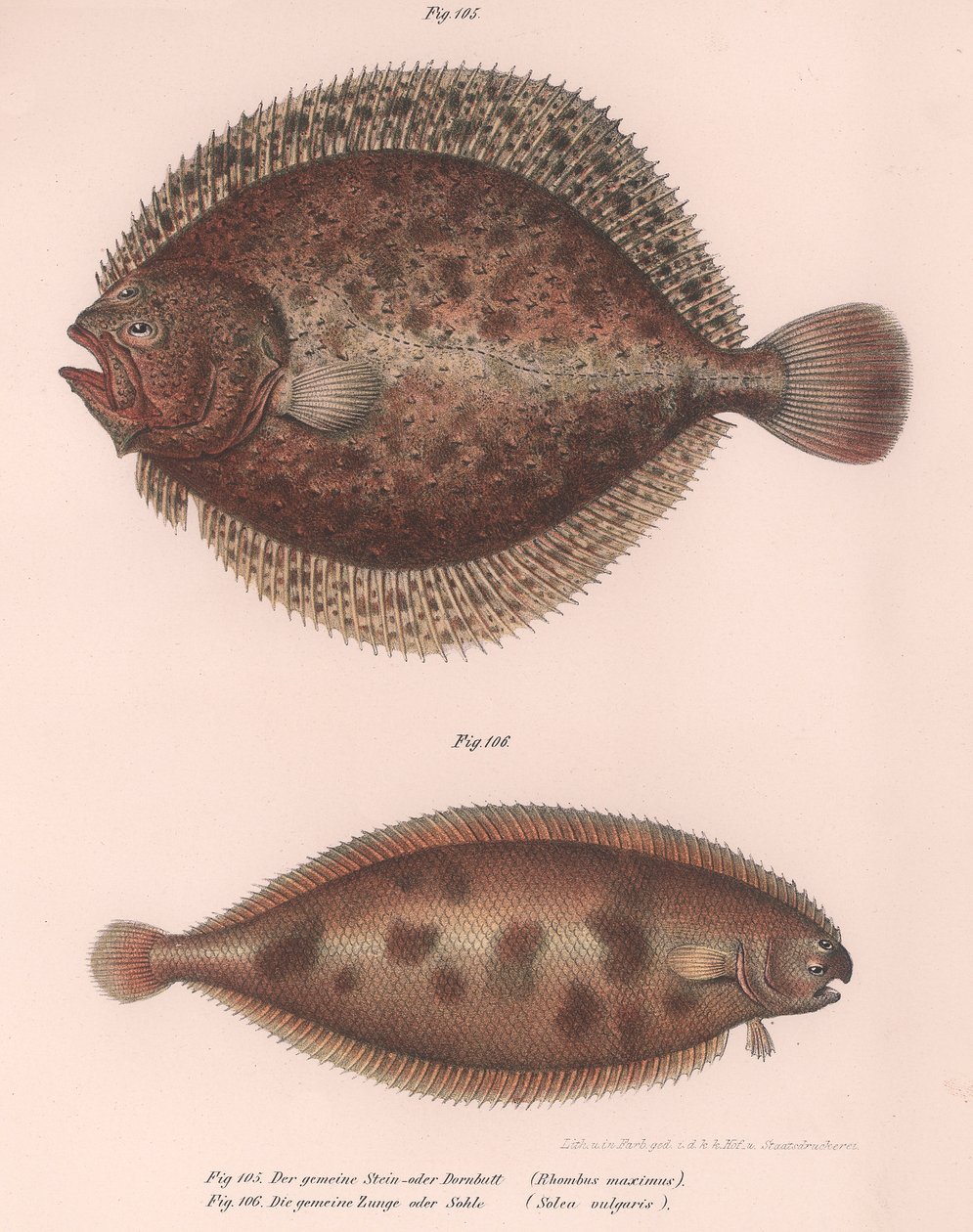 Steinbutt, Rhombus maximus, Gemeine Seezunge Solea vulgaris, ca. 1850er Jahre von Unbekannt