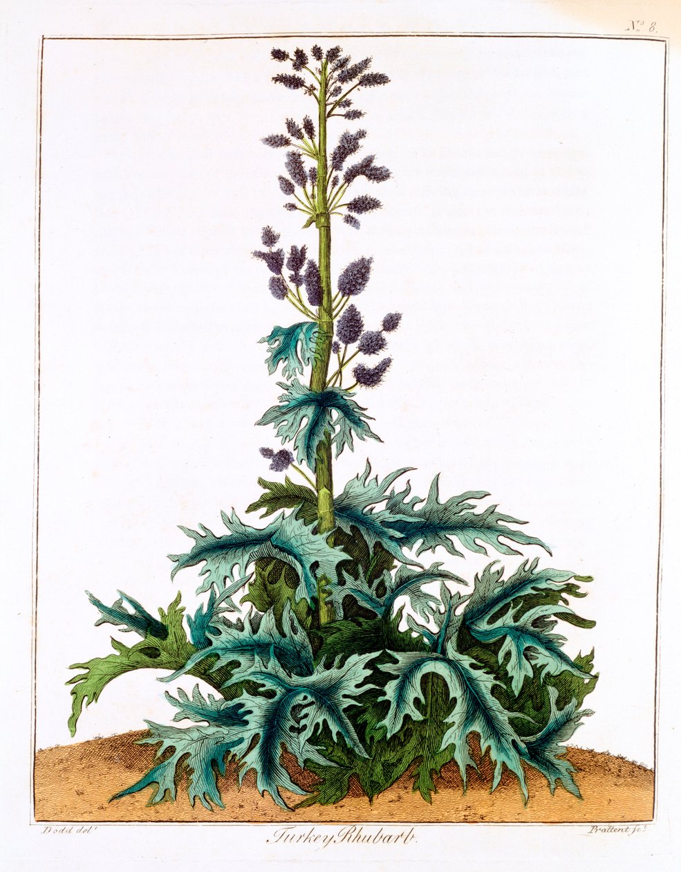 Türkenrhabarber, 1798 von Unbekannt