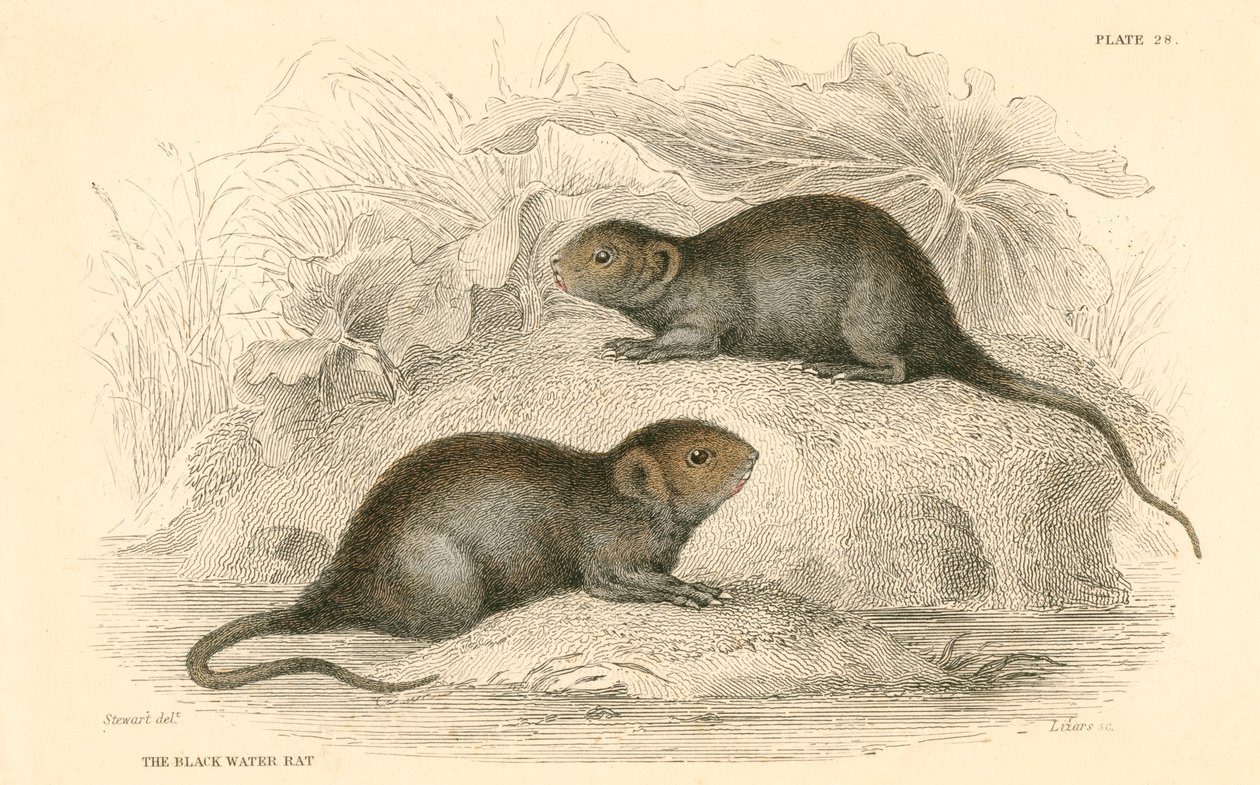 Wasserratte Arvicola terrestris, auch bekannt als schwarze Wasserratte, 1828 von Unbekannt