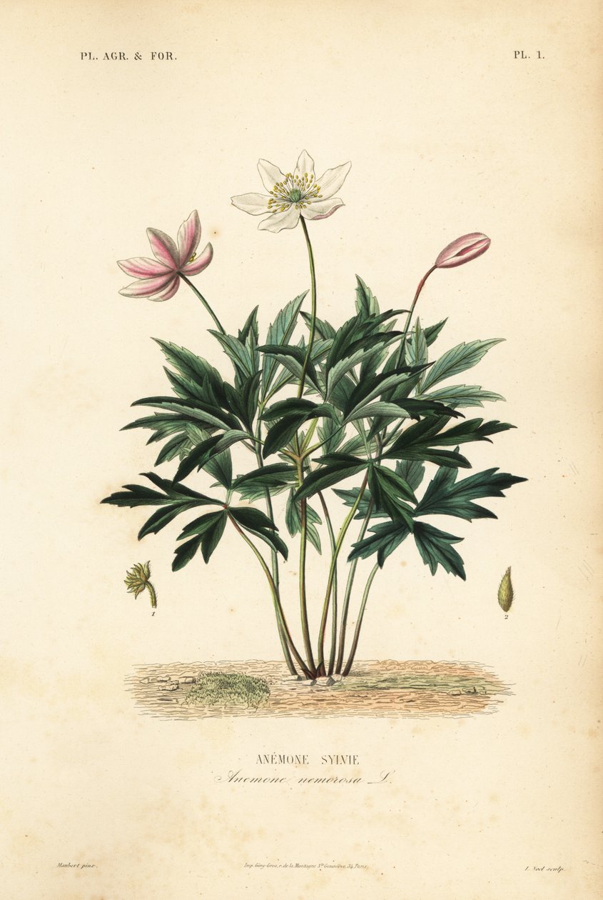 Buschwindröschen, Anemone nemorosa, Anemone sylvie von Unbekannt
