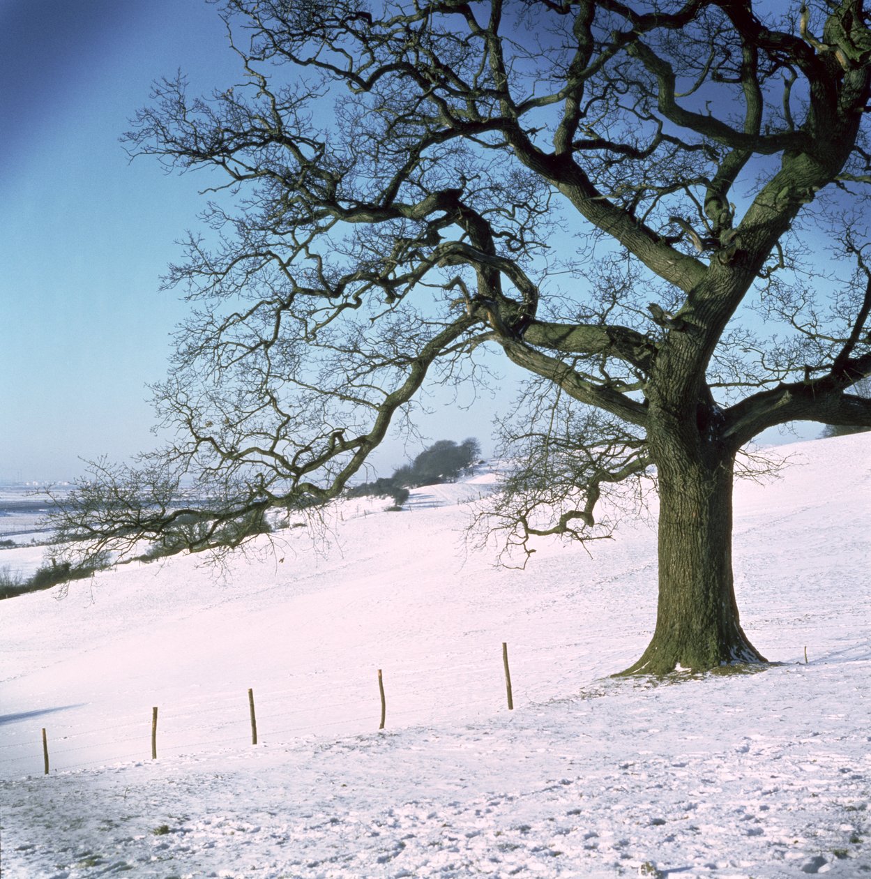Winterlandschaft, Hockley Downs, Essex von Unbekannt Unbekannt