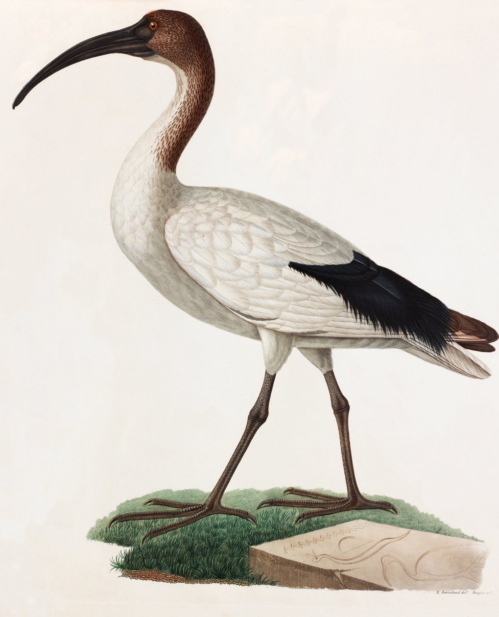 Farbillustration eines langnasigen Vogels von Unbekannt
