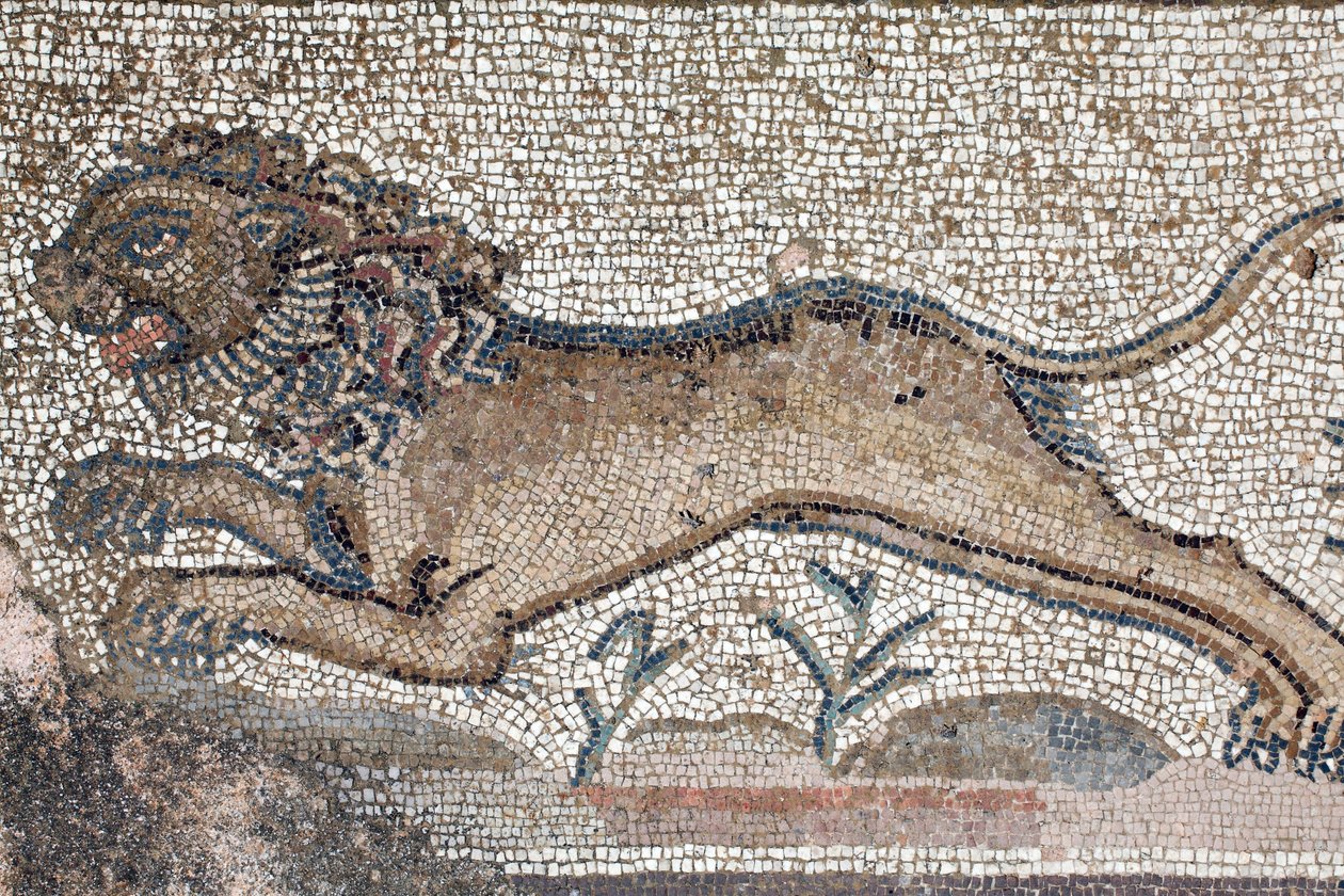 Ein Löwe - (Detail) eines Frieses, der Jagdszenen darstellt, neben dem Panel, das das erste Bad des Achilles zeigt - Paphos-Mosaiken, Villa des Theseus, 5. Jahrhundert n. Chr. - Zypern von William M. Timlin