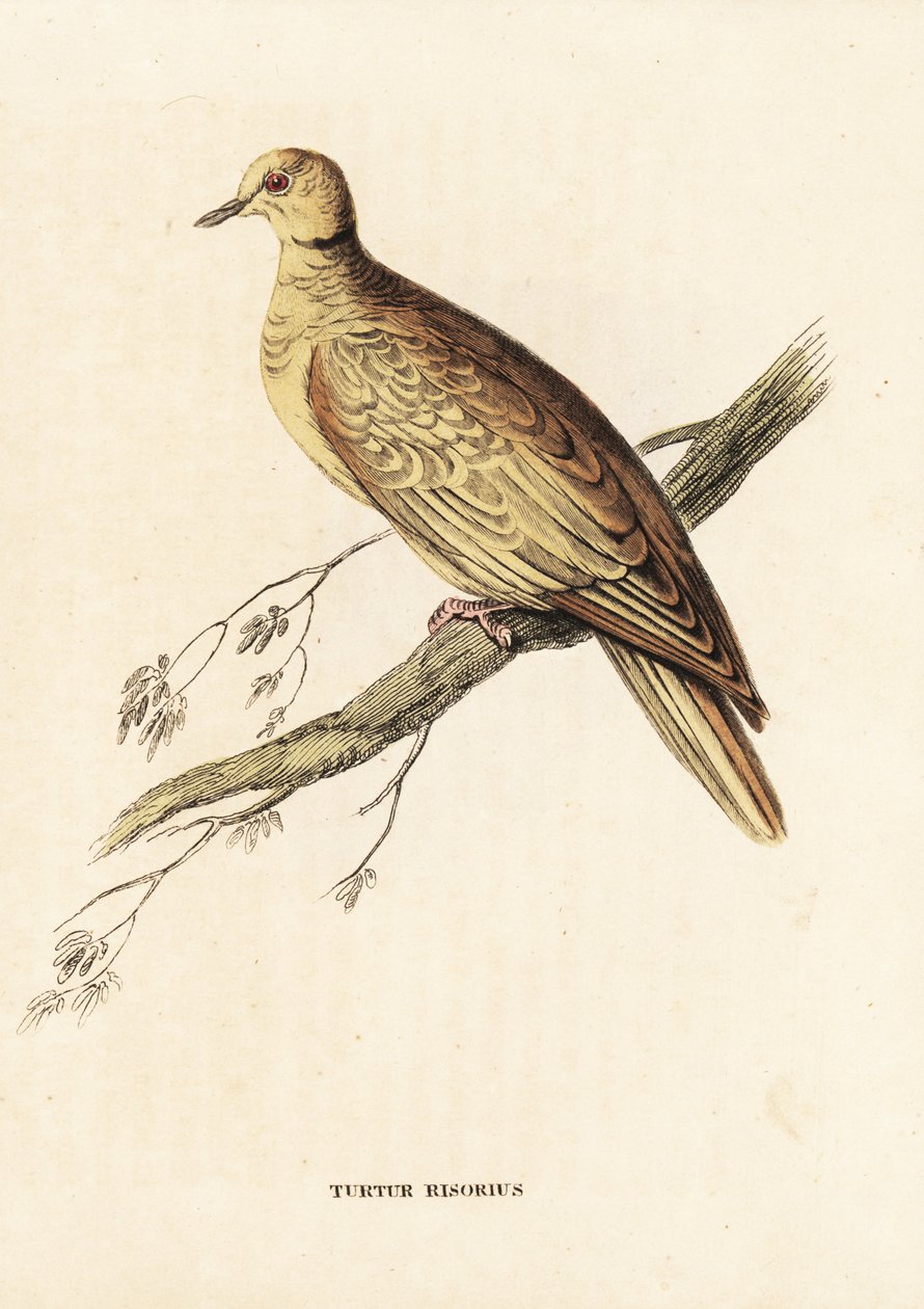 Afrikanische Ringeltaube, Streptopelia roseogrisea risoria. Handkolorierter Stahlstich nach Edward Lear aus Georg Friedrich Treitschkes Naturhistorischer Bildersaal des Thierreiches, Leipzig. von Unbekannter Künstler