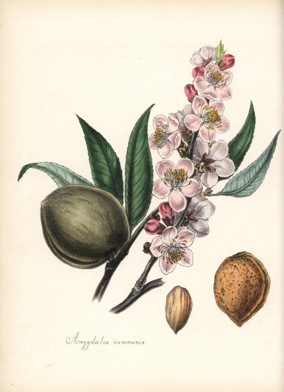 Mandel - Gemeine Mandel, Prunus amygdalus (Amygdala communis), mit Blüte, Blatt, Frucht und Samen (Nuss). Handkolorierte Zinkographie von Chabots, gezeichnet von Miss M. A. Burnett aus ihrem "Plantae Utiliores: or Illustrations of Useful Plants", Whittaker von Unbekannter Künstler