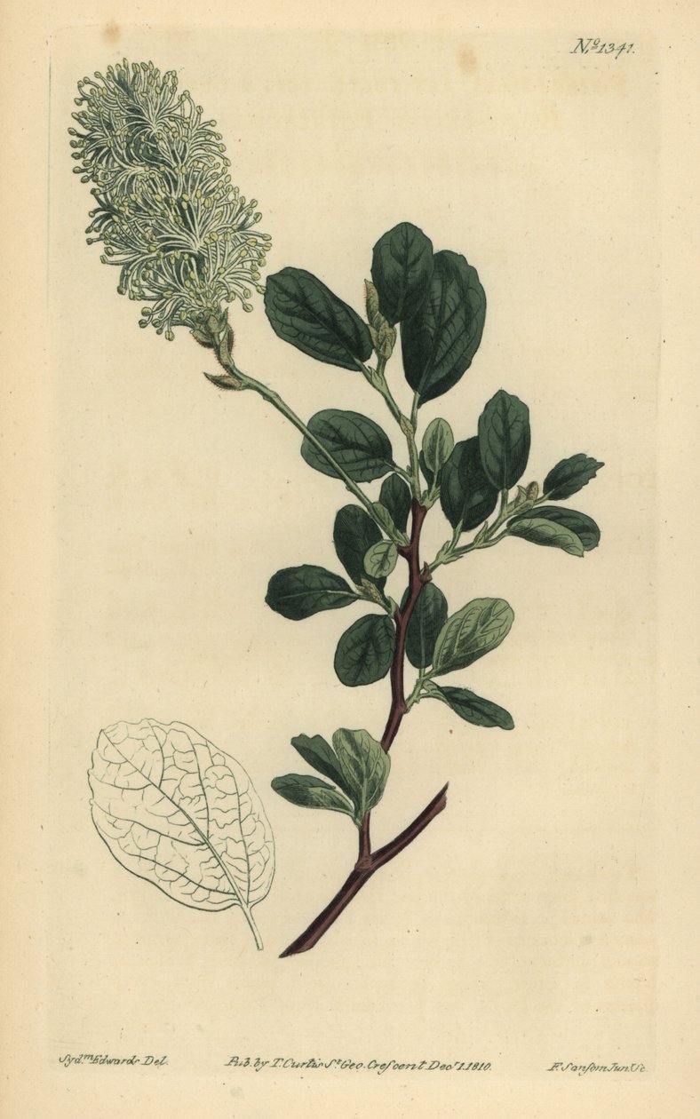 Amerikanische Zaubernuss, Fothergilla gardenii (Blunt-leaved Fothergilla, Fothergilla alnifolia obtusa) von Unbekannt