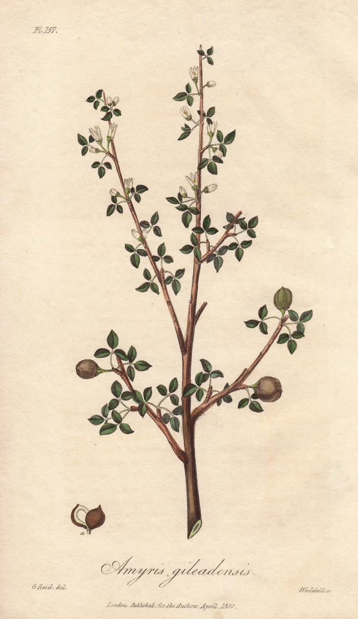 Amyris elemifera oder Elemi-Baum (Commiphora gileadensis) - Illustration aus „Medical Botanical, Description of the Medicinal Plants of London, Edinburgh and Dublin“ von John Stephenson und James Morss Churchill von Unbekannter Künstler