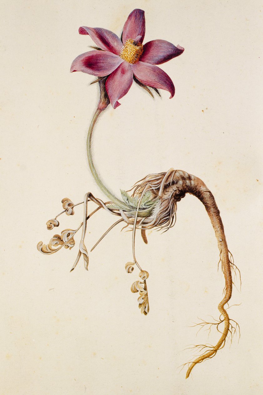 Anemone pulsatilla von Unbekannt