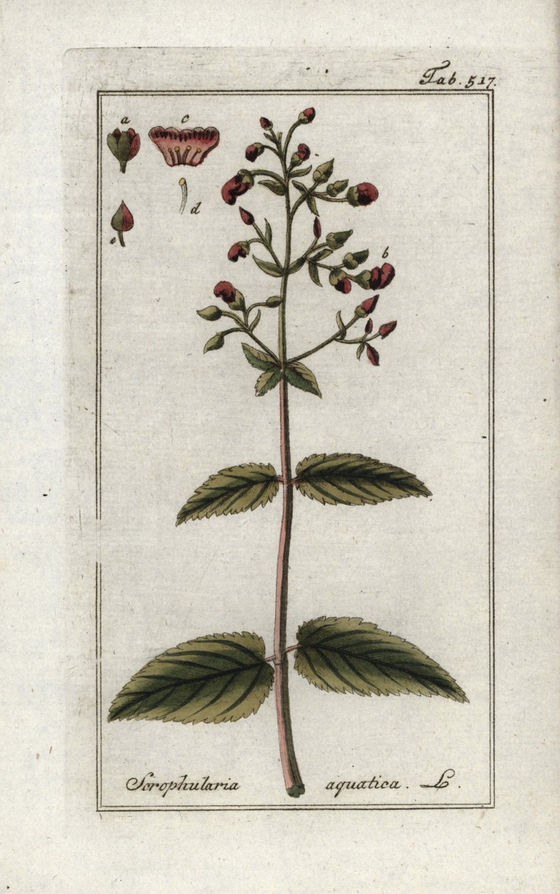 Wasser-Braunwurz (Scrophularia aquatica). Lithographie aus „Afbeelding der Artseny-Gewassen“ von Johannes Zorn (1739-1799), Niederlande von Unbekannter Künstler