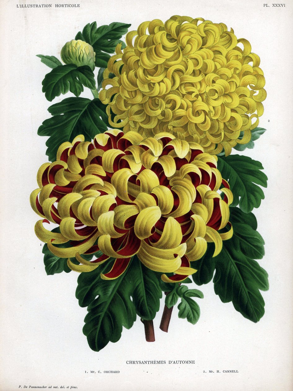 Herbst-Chrysanthemen-Hybriden: M. C. Orchard hat große gelbe Blüten und M. H. Cannell hat große gelbe Blüten von Unbekannter Künstler