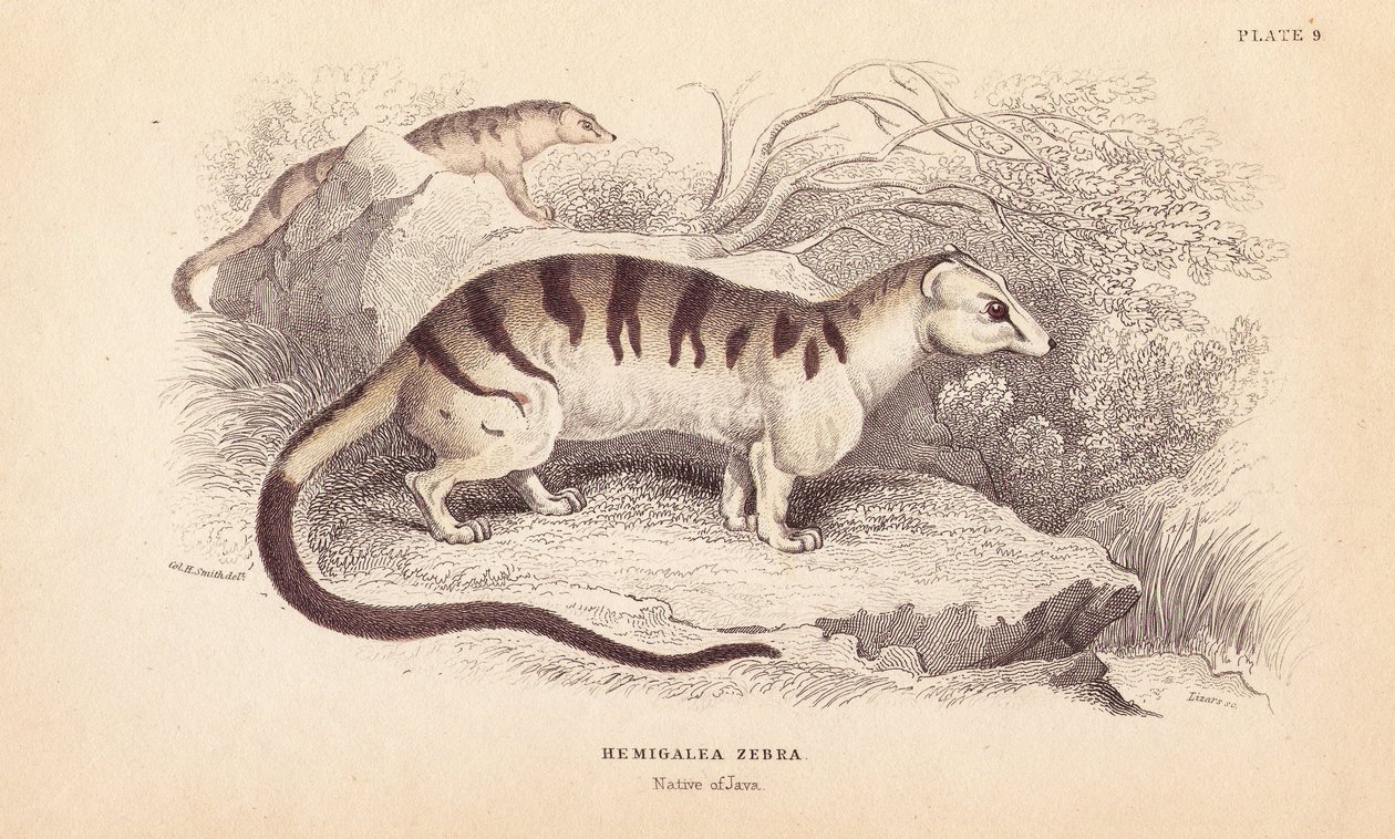 Gebänderte Palmenzibetkatze, Hemigalus derbyanus (Hemigalea zebra). Bedroht. Handkolorierter Stahlstich von Lizars nach einer Illustration von Charles Hamilton Smith aus William Jardine