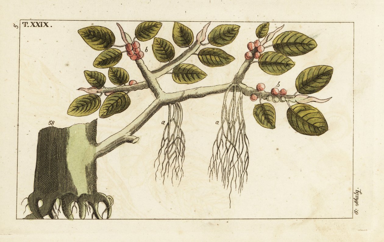 Banyan-Feigenbaum mit Luftwurzeln, Ficus benghalensis von Unbekannter Künstler