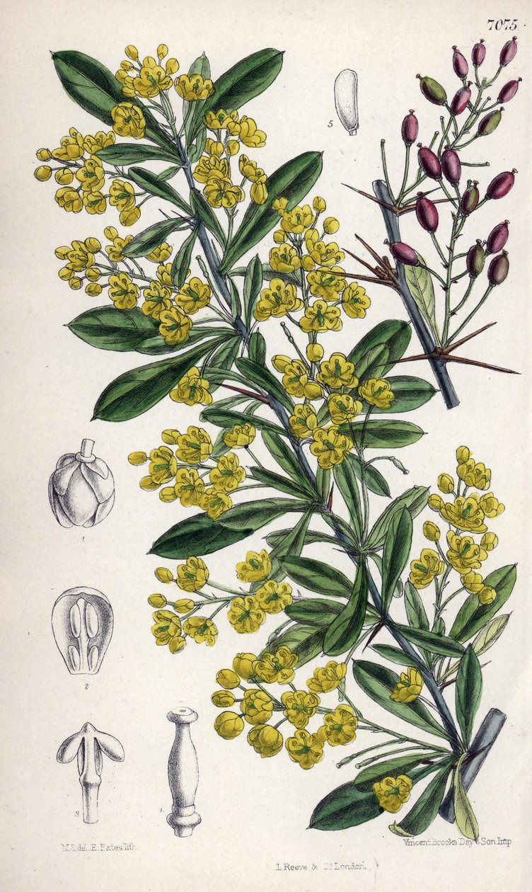 Berberis lycium, Berberitzenstrauch mit gelben Blüten aus dem westlichen Himalaya. Zeichnung von Matilda Smith (1854-1926), Lithographie von E. Bates in Curtis Botanical Magazine, von Joseph Dalton Hooker, veröffentlicht in London, England, von L. Reeve an von Unbekannter Künstler
