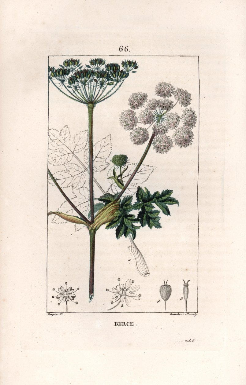 Berce ou charavie - Gravur von Lambert fils, nach einer Zeichnung von Pierre Jean Francois Turpin (1775-1840), aus „La flore medicale, de Chaumeton, Poiret et Chamberet“, Paris 1830 - Wiesen-Bärenklau, Heracleum sphondylium von Unbekannter Künstler