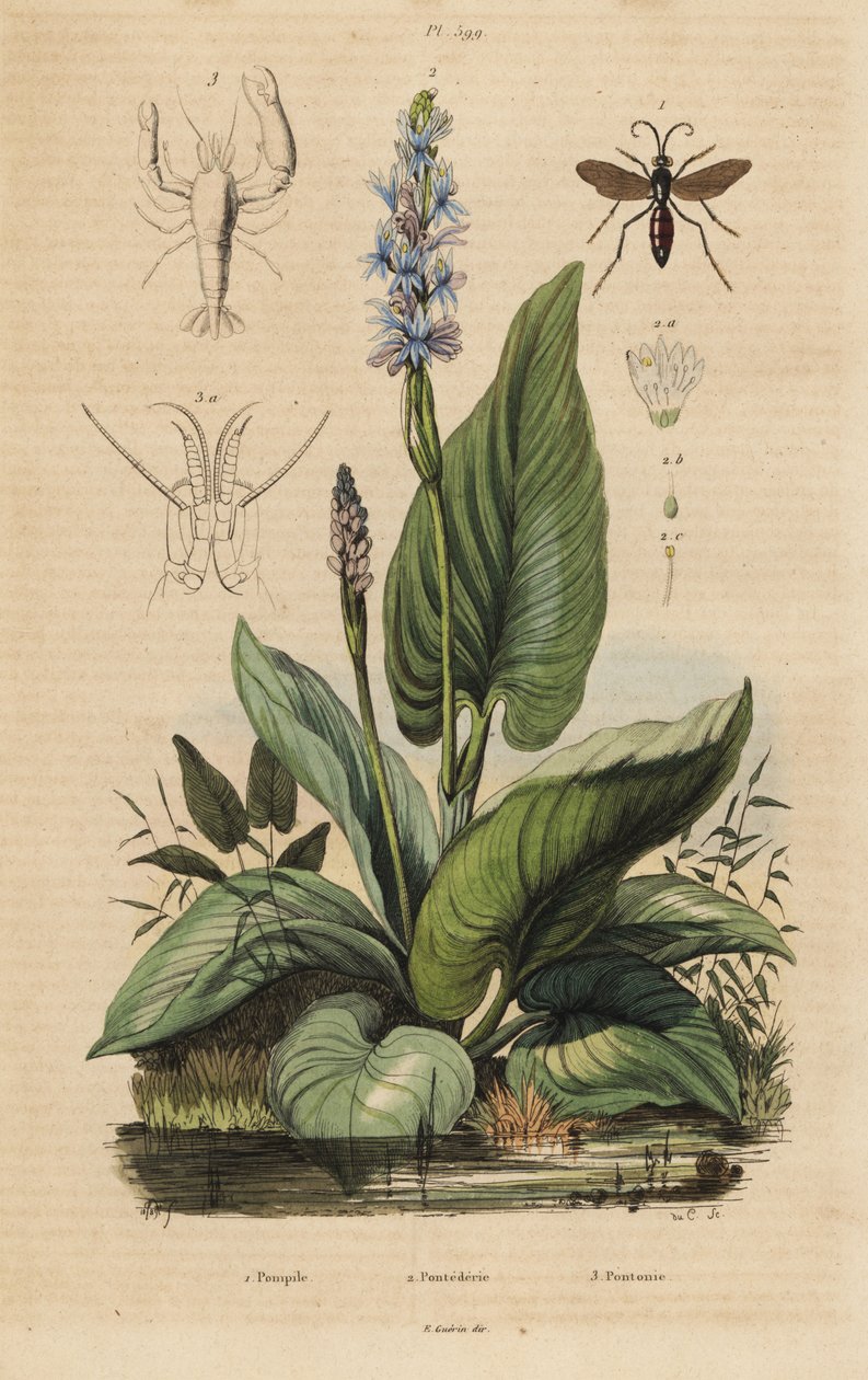 Schwarzgebänderte Spinnenwespe, Anoplius viaticus 1, Hechtkraut, Pontederia cordata 2 und Wächtergarnele, Anchistus custos 3 von Unbekannt