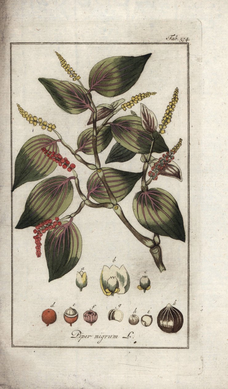 Schwarzer Pfeffer (Piper nigrum). Lithographie aus „Afbeelding der Artseny-Gewassen“ von Johannes Zorn (1739-1799), Niederlande von Unbekannter Künstler