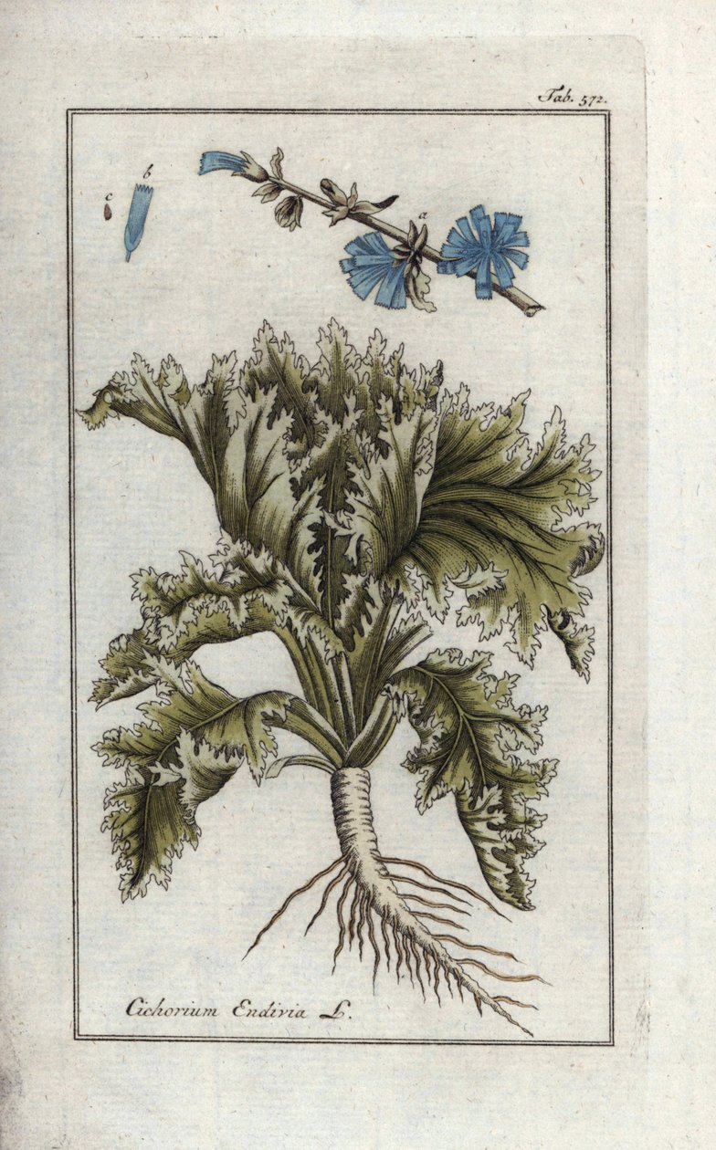 Endivie (Cichorium endivia). Handkolorierte Kupferstich-Botanische Gravur aus Johannes Zorns „Afbeelding der Artseny-Gewassen“, Jan Christiaan Sepp, Amsterdam von Unbekannter Künstler