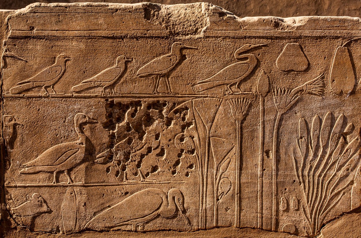 Botanischer Garten von Thutmosis III. mit Reliefdarstellungen von Pflanzen und Tieren, Karnak-Tempel, Luxor, Theben, Ägypten von Unbekannter Künstler