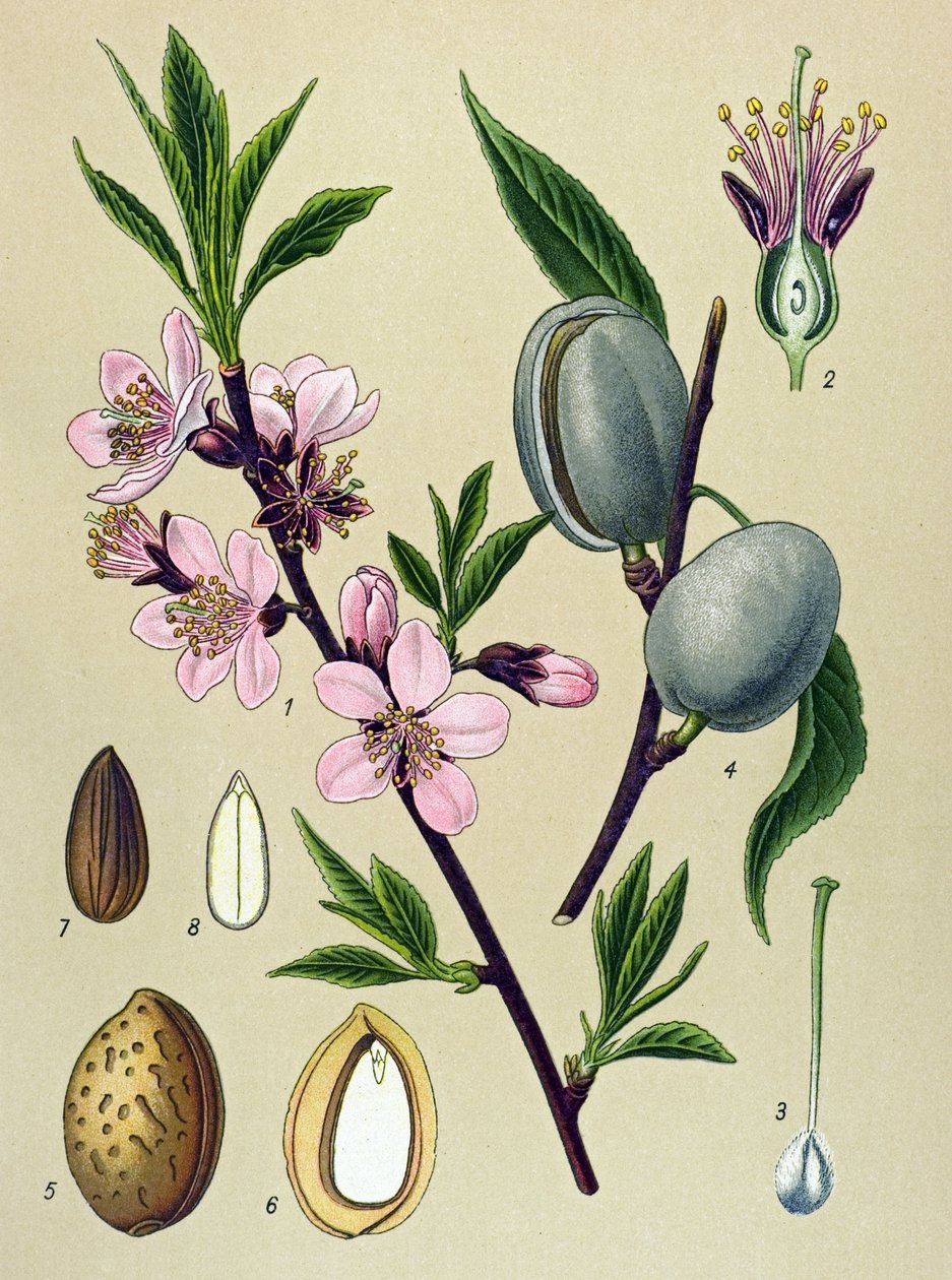Botanische Tafel. Mandel: Gemeine Mandel (Amygdalus communis) von Unbekannter Künstler